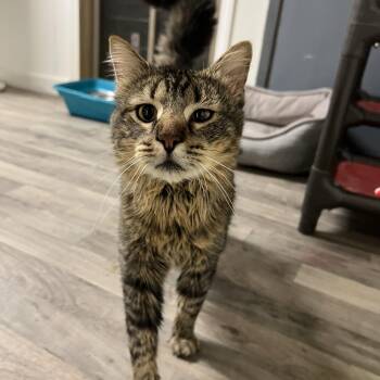 Rescue Domestic Medium Hair Cats for Adoption in Spencer, Iowa - Cooper | PetCurious