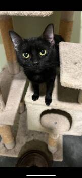 Raven -  Domestic Short Hair Cat for Adoption in Harrodsburg, Kentucky - Raven | PetCurious
