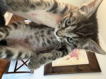 Beefcake -  Domestic Medium Hair Cat Available for Adoption in Kennewick, Washington - Beefcake | PetCurious