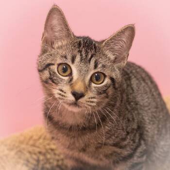 Rescue Domestic Short Hair Cats for Adoption in St. Augustine, Florida - Tobey | PetCurious