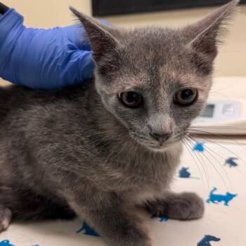 Rory -  Domestic Short Hair Cat for Adoption in Lynchburg, Virginia - Rory | PetCurious