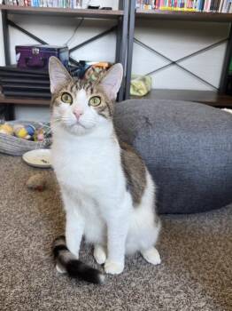 Domestic Short Hair Cats Available for Adoption in West Mifflin, Pennsylvania - Silco | PetCurious