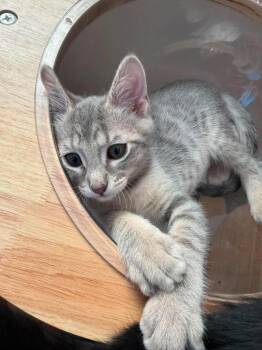 Gemini Zodiac -  Tabby and Domestic Short Hair Cat for Adoption in Chandler, Arizona - Gemini Zodiac | PetCurious
