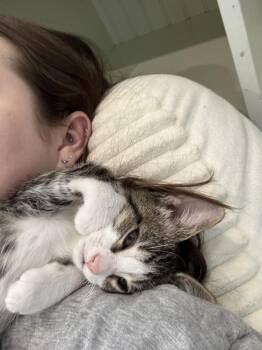Domestic Short Hair Cats Available for Adoption in Chicago, Illinois - Dewey | PetCurious