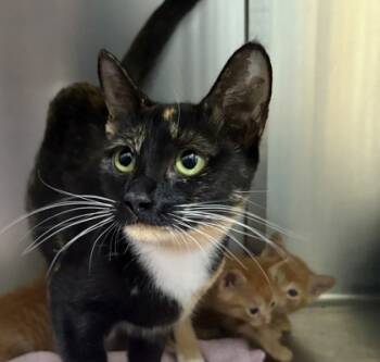 Rescue Domestic Short Hair Cats for Adoption in Lebec, California - Esmeralda | PetCurious