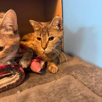 Cannoli -  Domestic Short Hair Cat for Adoption in Mankato, Minnesota - Cannoli | PetCurious