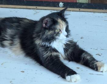 Massie -  Calico Cat for Adoption in Waterloo, Iowa - Massie | PetCurious