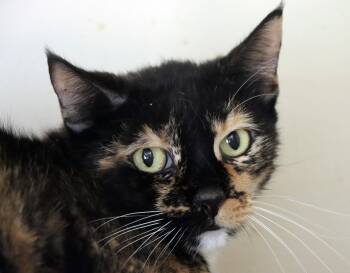 Domestic Short Hair Cats Available for Adoption - Cecily | PetCurious