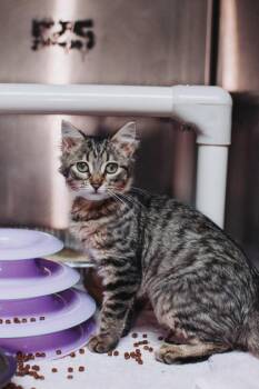 93388a Miso -  Domestic Short Hair Cat for Adoption in North Charleston, South Carolina - 93388a Miso | PetCurious