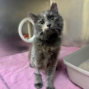 Domestic Medium Hair Cats Available for Adoption - Naomi | PetCurious