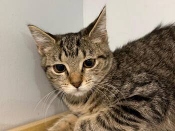 Domestic Short Hair and Tabby Cats Available for Adoption - Sugar | PetCurious