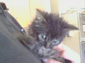 FRED -  Maine Coon and Domestic Short Hair Cat for Adoption in Sacramento, California - FRED | PetCurious
