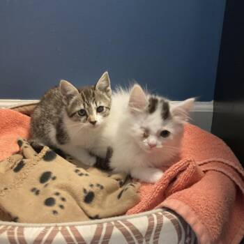 Icicle (fka kitten 1) -  Domestic Long Hair Cat for Adoption in Fairfax Station, Virginia - Icicle (fka Kitten 1) | PetCurious