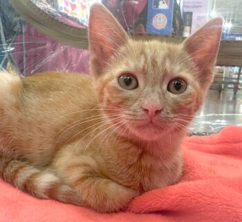 Rhea -  Domestic Short Hair Cat for Adoption in Oakley, California - Rhea | PetCurious