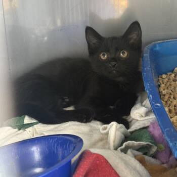 Harpurr -  Domestic Short Hair Cat for Adoption in Pittsburgh, Pennsylvania - Harpurr | PetCurious