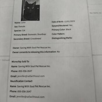 Domestic Short Hair Cats Available for Adoption in Santa Rosa Beach, Florida - Luna | PetCurious