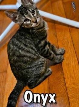 Onyx -  Domestic Short Hair Cat for Adoption in Covington, Louisiana - Onyx | PetCurious