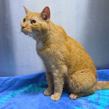 Snookie -  Domestic Short Hair Cat for Adoption in Providence, Rhode Island - Snookie | PetCurious