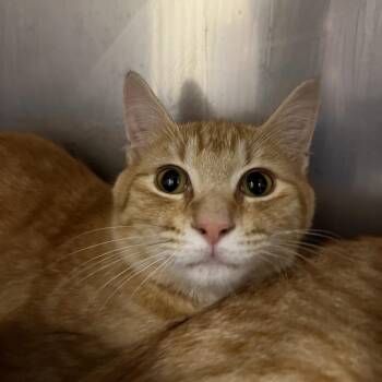 Domestic Short Hair Cats Available for Adoption - Lucky Charm | PetCurious