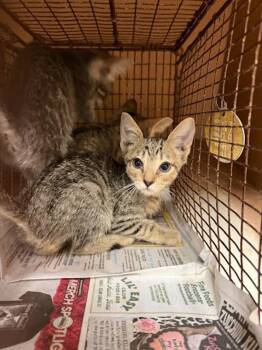 Onigumo -  Domestic Short Hair Cat for Adoption in Austin, Texas - Onigumo | PetCurious