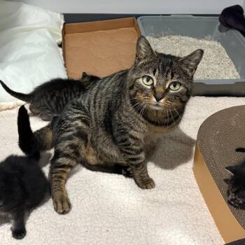 Mama Fiesta -  Domestic Short Hair Cat for Adoption in Ferndale, Michigan - Mama Fiesta | PetCurious