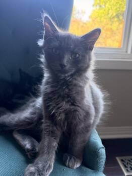 SARDINE - Foodie Litter (and siblings) -  Domestic Medium Hair Cat for Adoption in Hillsboro, Oregon - SARDINE - Foodie Litter (and Siblings) | PetCurious