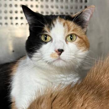 LUCY -  Domestic Short Hair Cat for Adoption in Gresham, Wisconsin - LUCY | PetCurious
