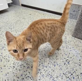 Rescue Domestic Short Hair Cats for Adoption in Rossville, Tennessee - Carrot | PetCurious