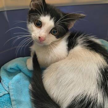 Comcast -  Domestic Short Hair Cat for Adoption in Riverwoods, Illinois - Comcast | PetCurious