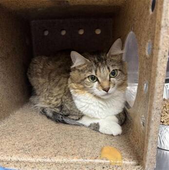 Domestic Medium Hair Cats Available for Adoption in Louisville, Kentucky - SHIMMY SHIMMY YA | PetCurious