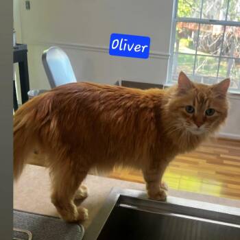 Oliver -  Domestic Long Hair Cat for Adoption in Jessup, Maryland - Oliver | PetCurious
