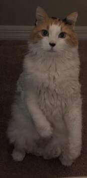 Domestic Long Hair and Domestic Short Hair Cats Available for Adoption in Gainesville, Florida - Vierra | PetCurious