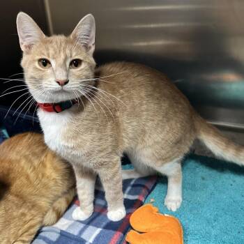 Kingfisher C1 -  Domestic Short Hair Cat for Adoption in Union, Missouri - Kingfisher C1 | PetCurious