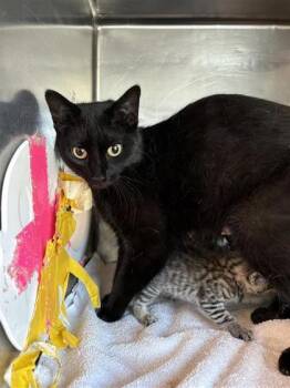 Domestic Short Hair Cats Available for Adoption in El Paso, Texas - Singani | PetCurious