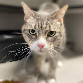 Rescue Domestic Short Hair Cats for Adoption in Aurora, Colorado - PENNY LANE | PetCurious