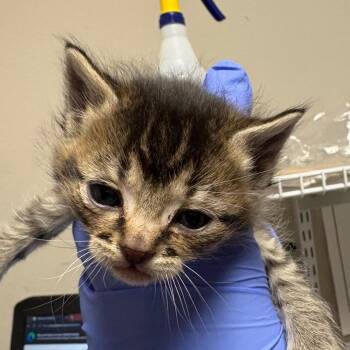 Carmela/Mazy -  Domestic Medium Hair Cat for Adoption in Kanab, Utah - Carmela/Mazy | PetCurious