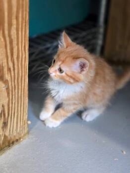 L5 Lonnie -  Domestic Medium Hair Cat for Adoption in Ashland, Wisconsin - L5 Lonnie | PetCurious