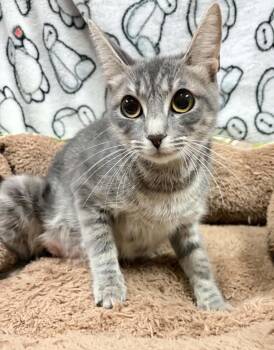 Bunny -  Domestic Short Hair Cat for Adoption in Rockwall, Texas - Bunny | PetCurious
