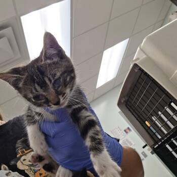 Cilantro -  Domestic Short Hair Cat for Adoption in Chattanooga, Tennessee - Cilantro | PetCurious