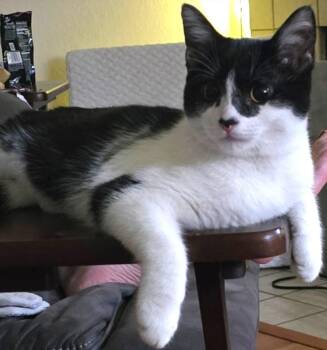 MILKY WAY -  Domestic Short Hair Cat for Adoption in Burbank, California - MILKY WAY | PetCurious
