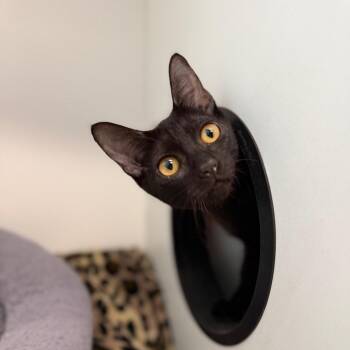 Whispurr -  Domestic Short Hair Cat for Adoption in Port Richey, Florida - Whispurr | PetCurious