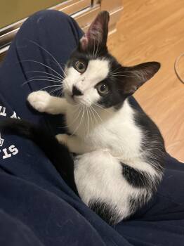 Domestic Short Hair Cats Available for Adoption - Purry Murray | PetCurious