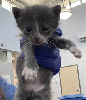 Domestic Short Hair Cats Available for Adoption in Dallas, Texas - WIZ | PetCurious