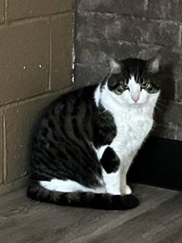 Angus -  Domestic Short Hair Cat Available for Adoption in Ashland, Ohio - Angus | PetCurious