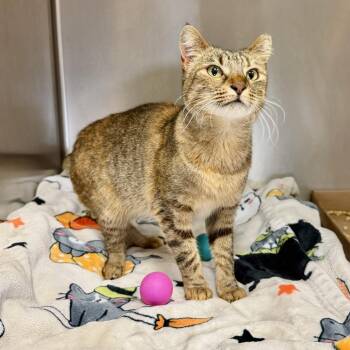 Ecco -  Domestic Short Hair Cat for Adoption in East Hampton, New York - Ecco | PetCurious