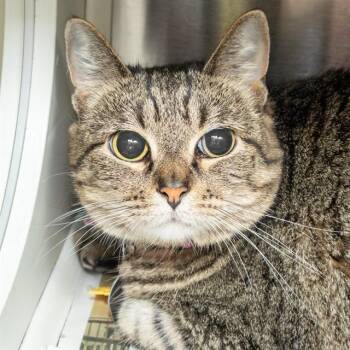 DAFFODIL -  Domestic Short Hair Cat for Adoption in St. Louis, Missouri - DAFFODIL | PetCurious