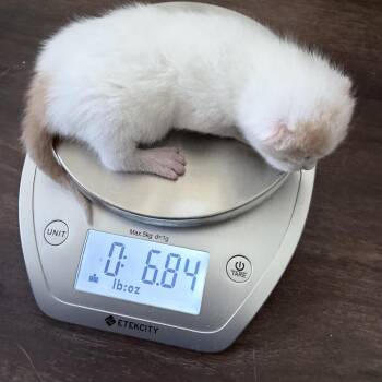 Domestic Short Hair Cats Available for Adoption in Cartersville, Georgia - Charlie | PetCurious