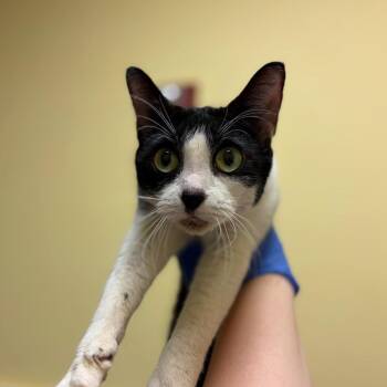 Cherry on Top -  Domestic Short Hair Cat for Adoption in Charlottesville, Virginia - Cherry On Top | PetCurious