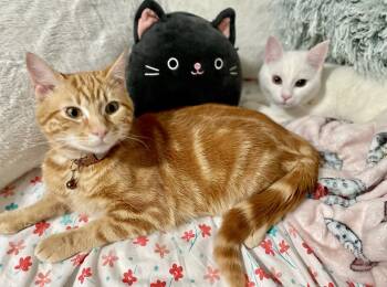 Domestic Short Hair Cats Available for Adoption in Weehawken Township, New Jersey - Astro & Fendi | PetCurious