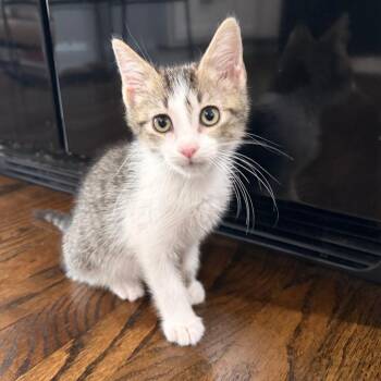 Euro-C -  Domestic Short Hair Cat for Adoption in East St. Louis, Illinois - Euro-C | PetCurious